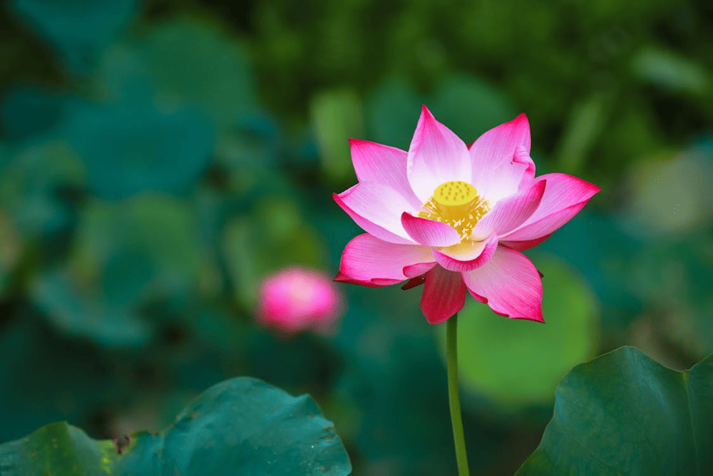The national flower of Vietnam is symbolized by the lotus, which holds deep cultural significance (Source: Pexels)